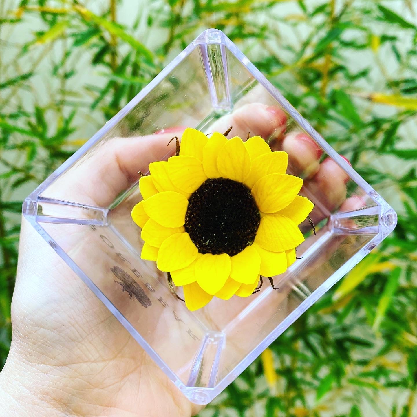 Girasol Eterno Mini – Forebear Gifts