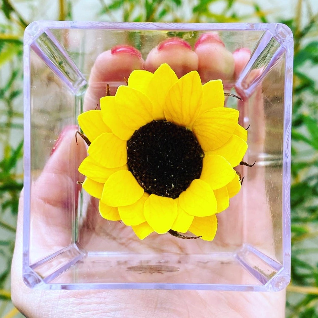 Girasol Eterno Mini – Forebear Gifts