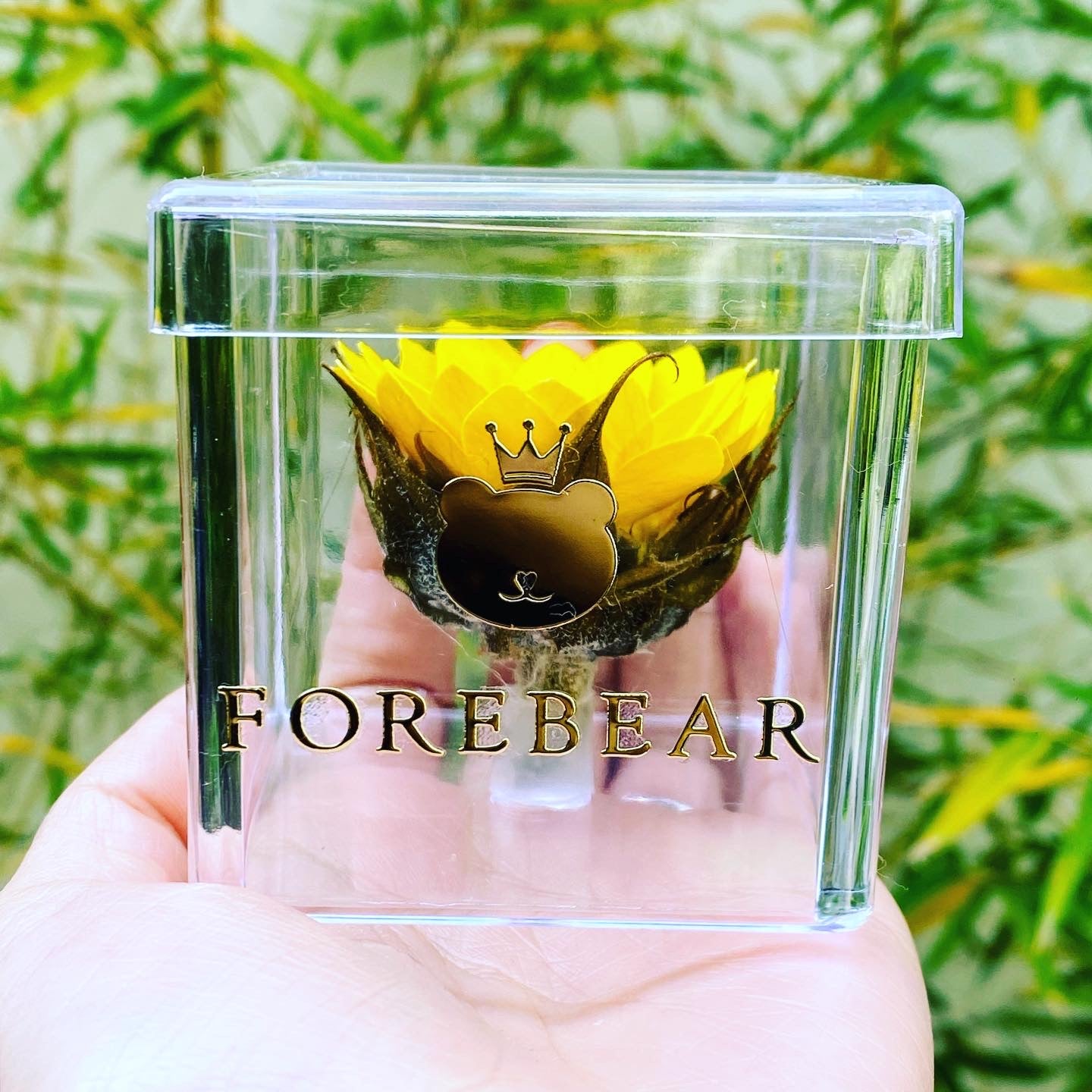 Girasol Eterno Mini – Forebear Gifts