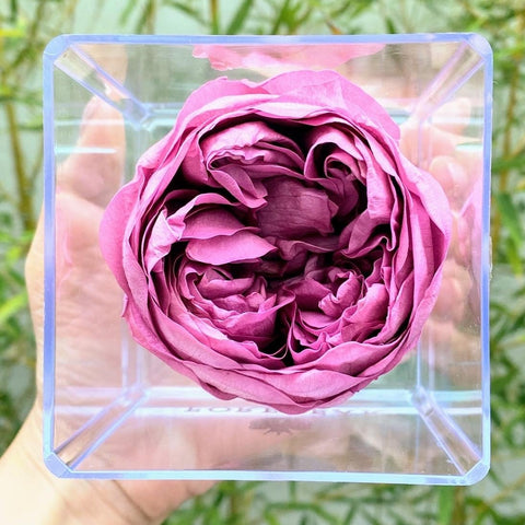 Peonia Eterna Violeta – Forebear Gifts