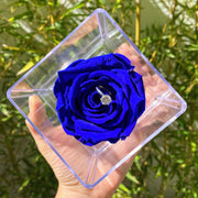 Rosa Bonita Azul Rey