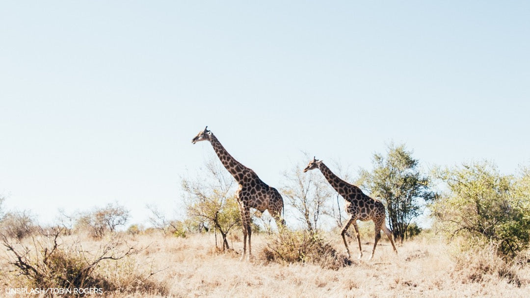 Kruger National Park, South Africa