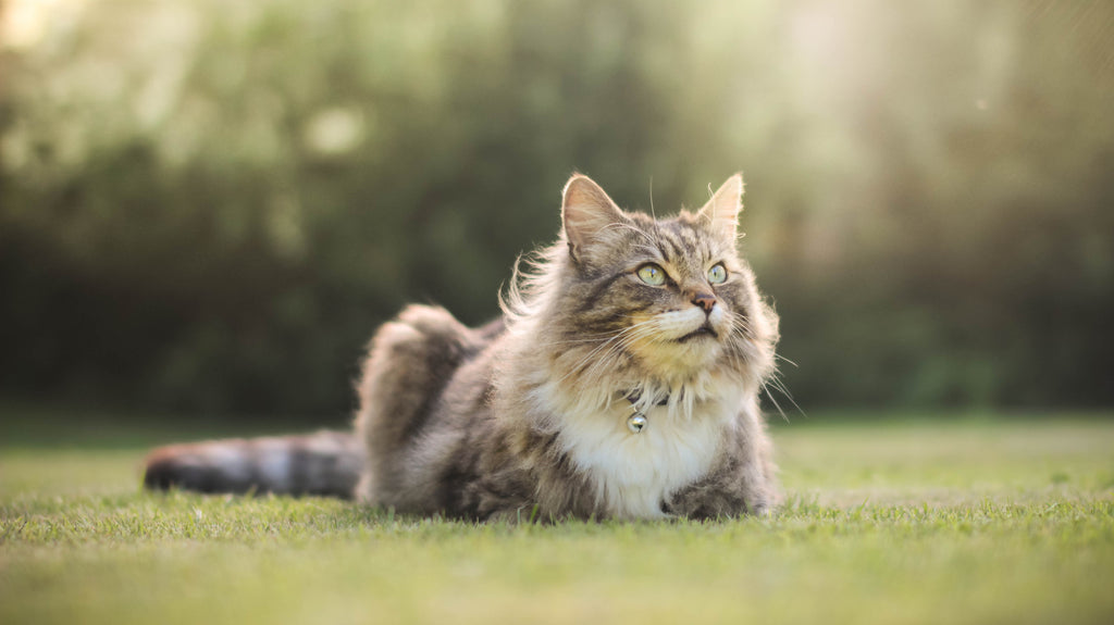 Top Tips to Help you Become a Cat Whisperer!