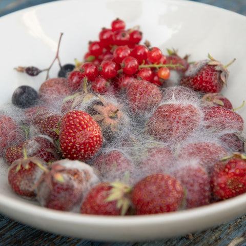 berries spoilage
