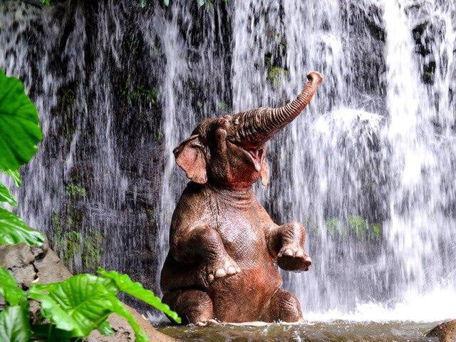 Elephant in waterfall
