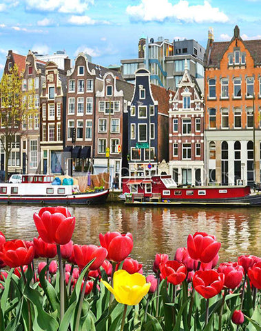 Blooming Tulips in Amsterdam