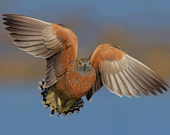 Gray and brown bird flying