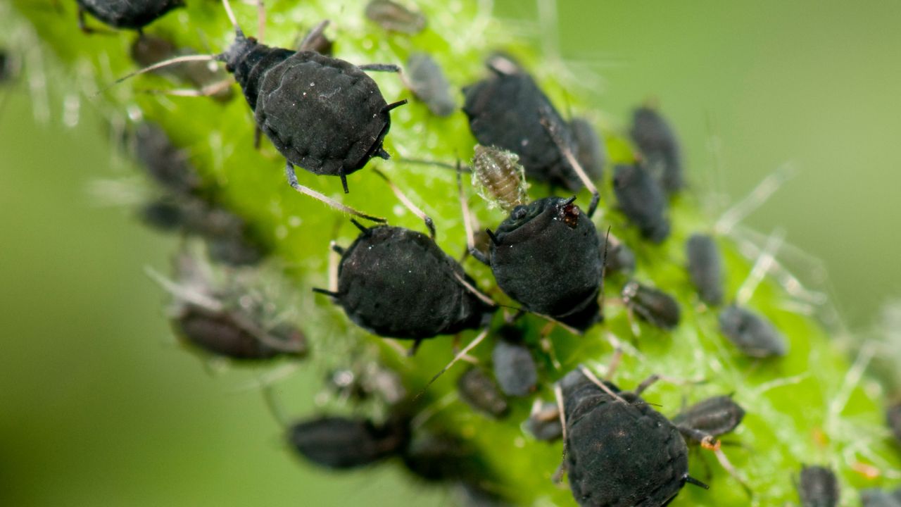 RISISANI Ameisen im Rasen Blattläuse