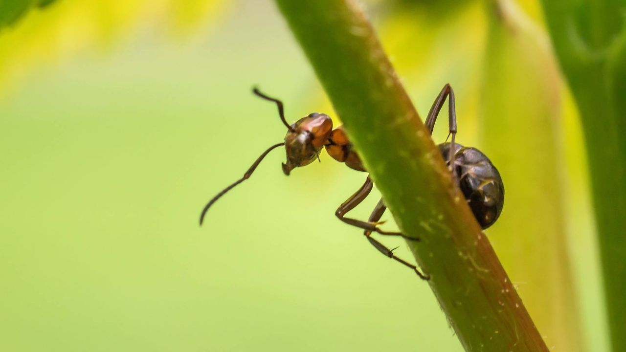 RISISANI Ameisen im Rasen 