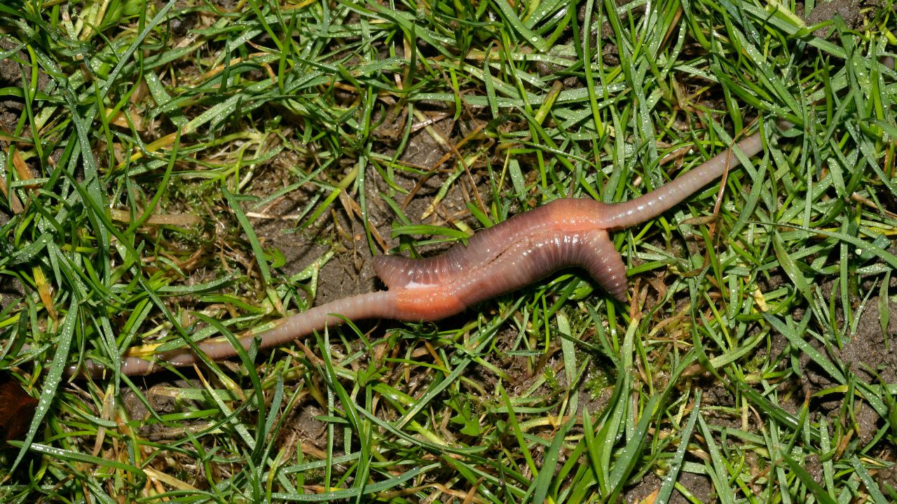 RISISANI Rasenrakel Earthworm pile in the lawn