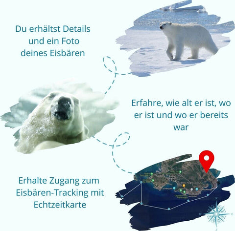 Trackinggrafik Eisbären