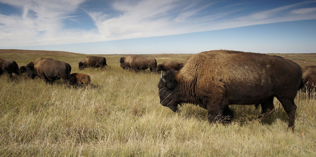 Wild herds of bison