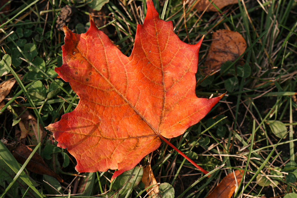 Canadian Maple Leaf Fall