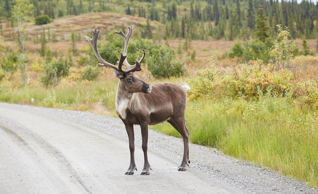 caribou animal