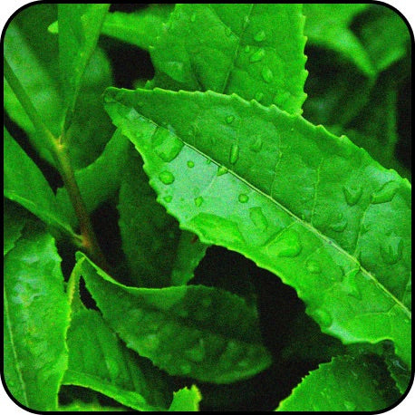 kava leaf