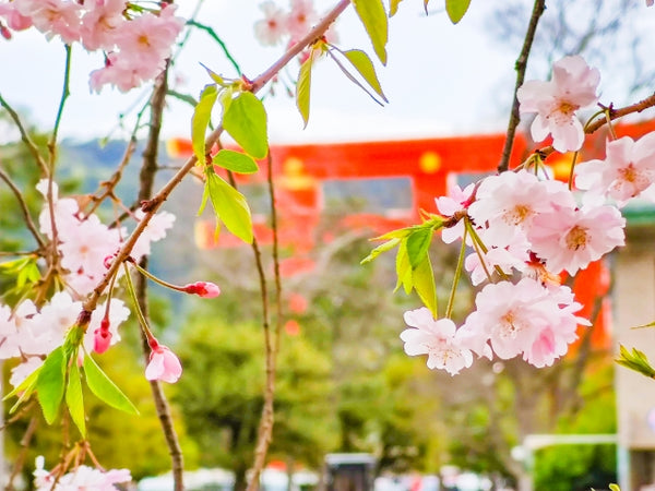 供TOMO Shinto & shrine blog・Rules to follow for walking under a torii in Japan