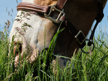 Die Weide: Ideal für Pferde mit Atemwegsproblemen
