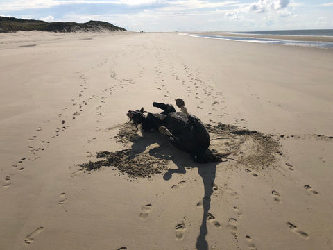 Pferd wälzt sich am Strand