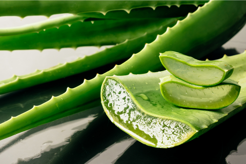 Actif hydratant : Aloe Vera