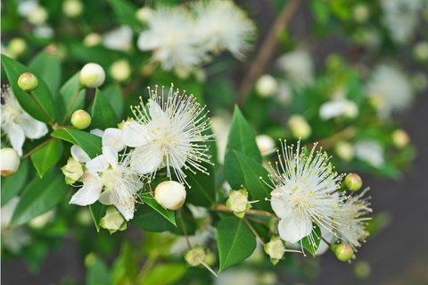 Focus on anti-aging active ingredients: Myrtle leaf extracts