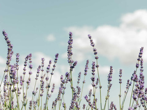 Purple Flowers Blue Sky White Clouds