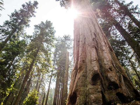 tall fir trees with sun shining through leaves