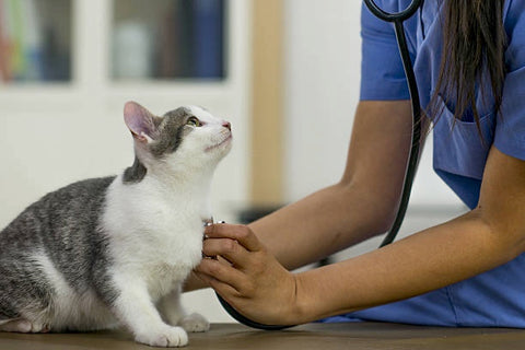 Cat being examined by a vet. 