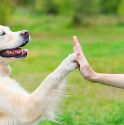 Teaching "high five" to a dog.