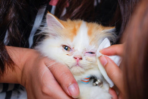 Little cat with eye inflammation.