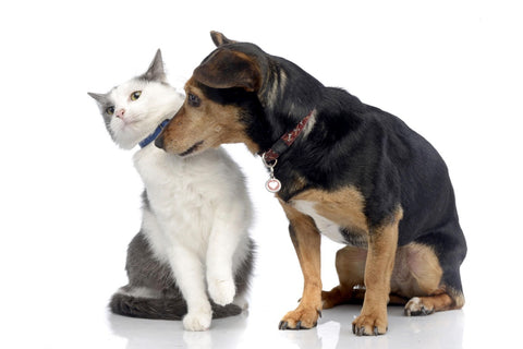 Dog smelling a cat.