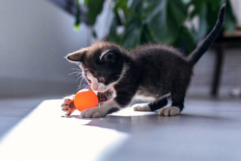 Cat playing. 