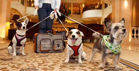 Three dogs in a hotel lobby.