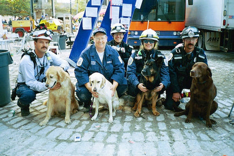 Four rescue dogs, help to find lost people.