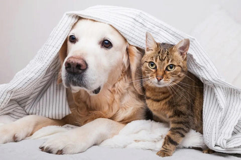 The dog and cat are lying down with sheets on their heads.