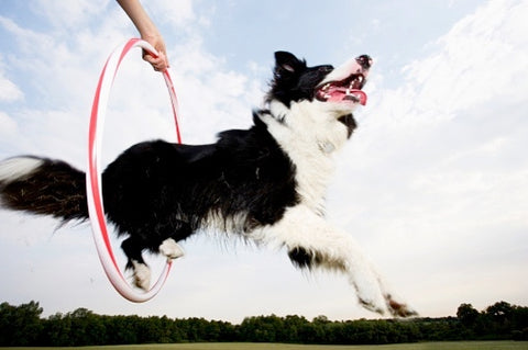 Teaching a dog to jump from the hoop.