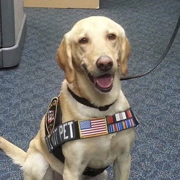 Cachorro ganhando prêmios pelo seu heroismo. 