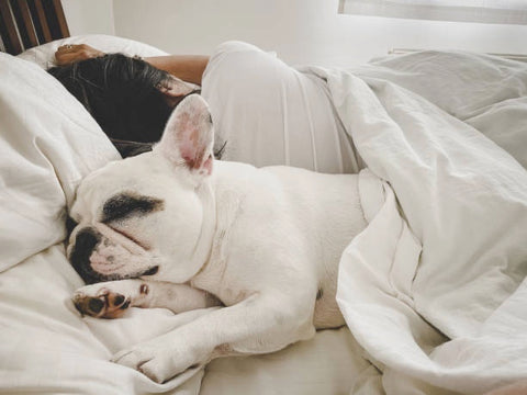 Dog sleeping in bed with his owner. 