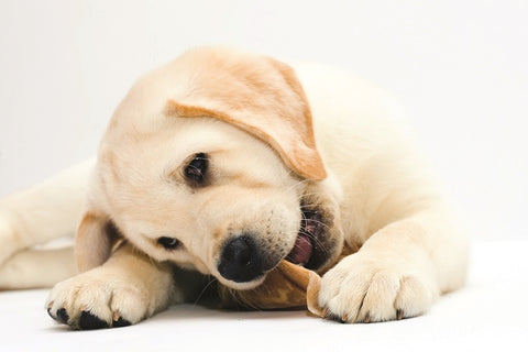 labrador puppy eating snack