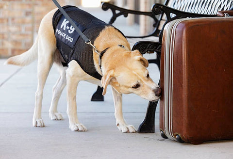 One dog sniffing a target odor in a suitcase.