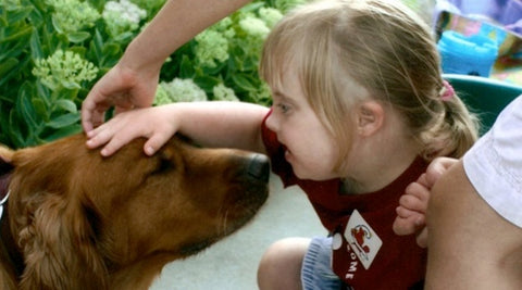 Little girl petting a therapy dog. 