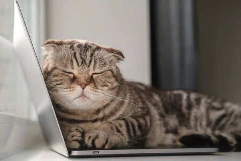 Cat sleeping on laptop. 