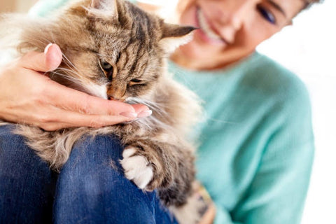 Cat licking humans hand. 