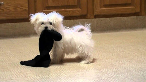 puppy with a sock in his mouth