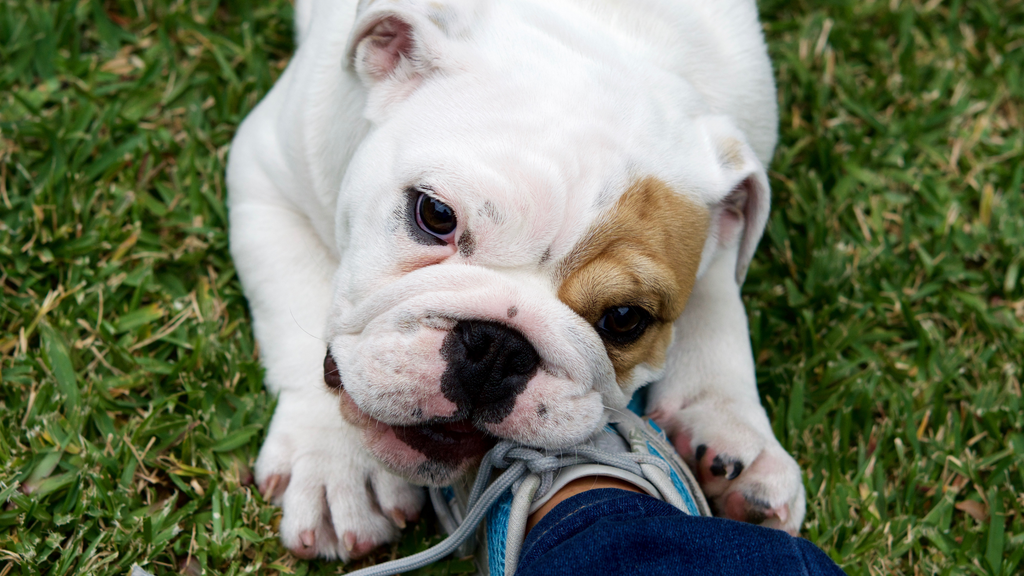 Dog chewing shoes