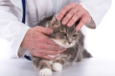 Cat with diabetes being examined by a vet. 