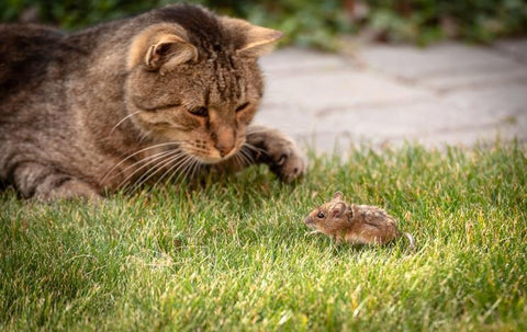 kitten in the garden looking at a mouse