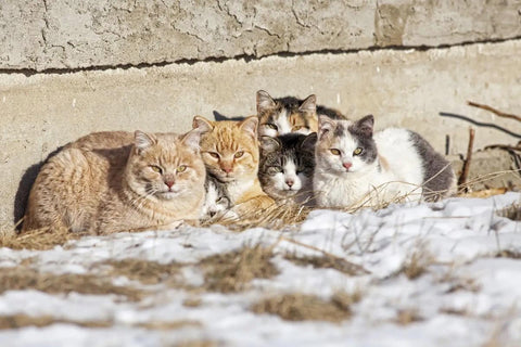 Five cats lying in the snow