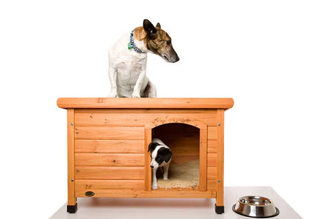 Two dogs in the wooden house.