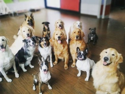 Photo with a lot of dogs. 