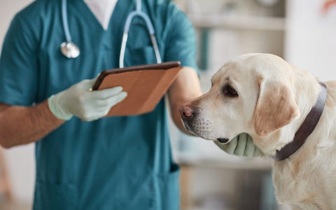 Dog at vet.